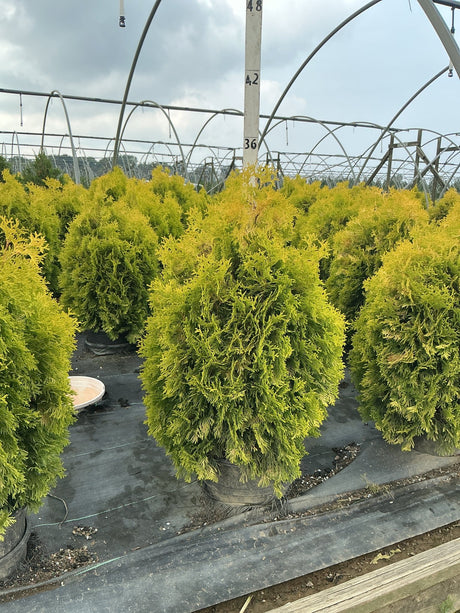 Amber Gold Arborvitae shrubs with golden-yellow foliage growing in containers inside a nursery greenhouse.
