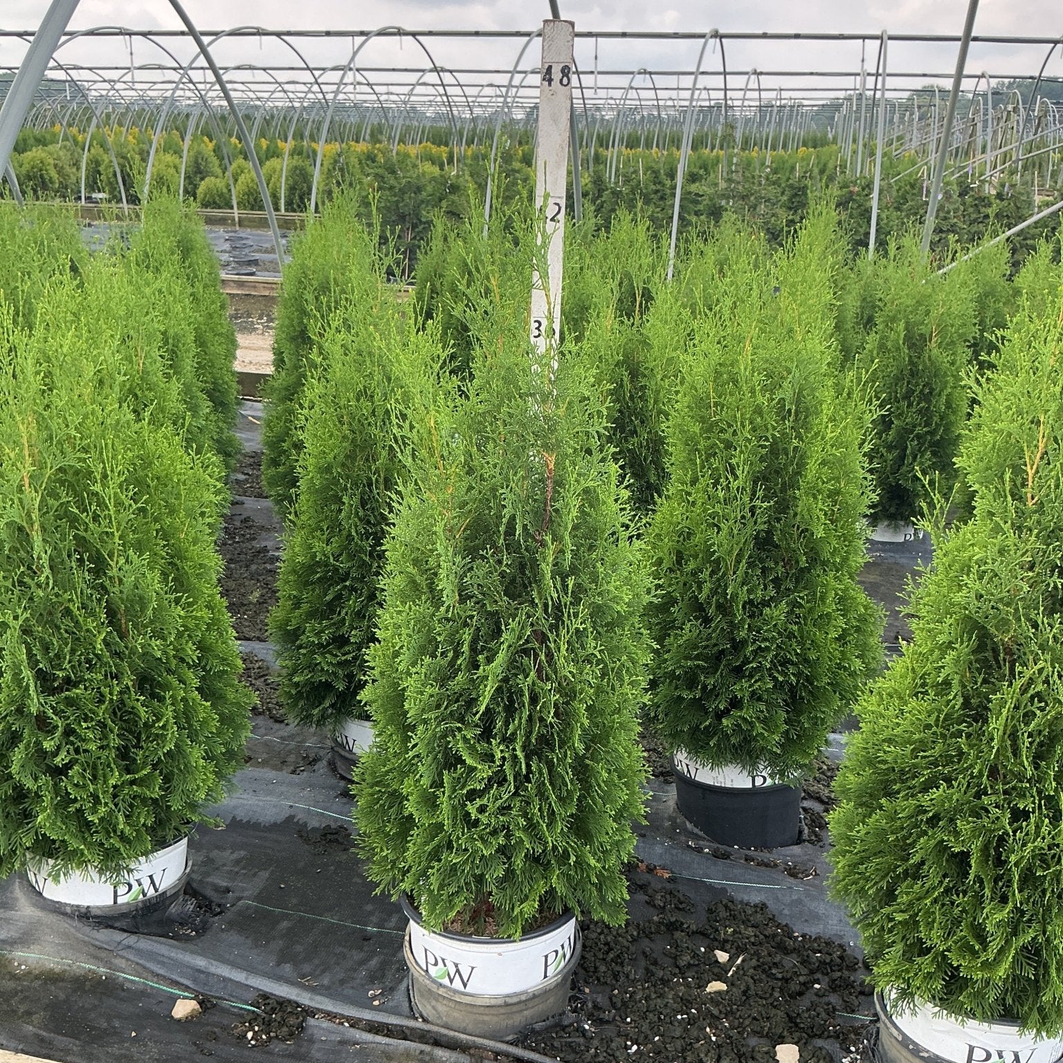 North Pole Arborvitae trees in PW containers growing in rows inside a commercial nursery greenhouse.