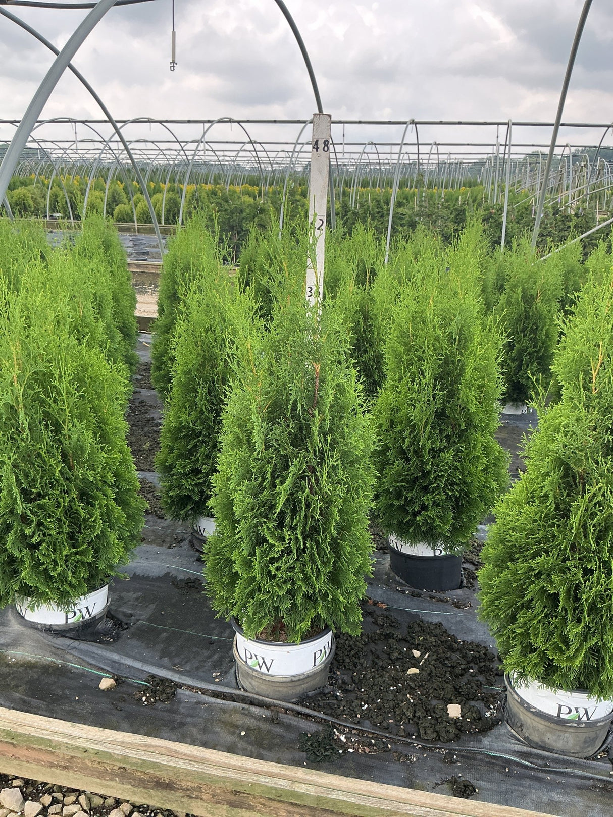 North Pole Arborvitae trees in PW containers growing in rows inside a commercial nursery greenhouse.