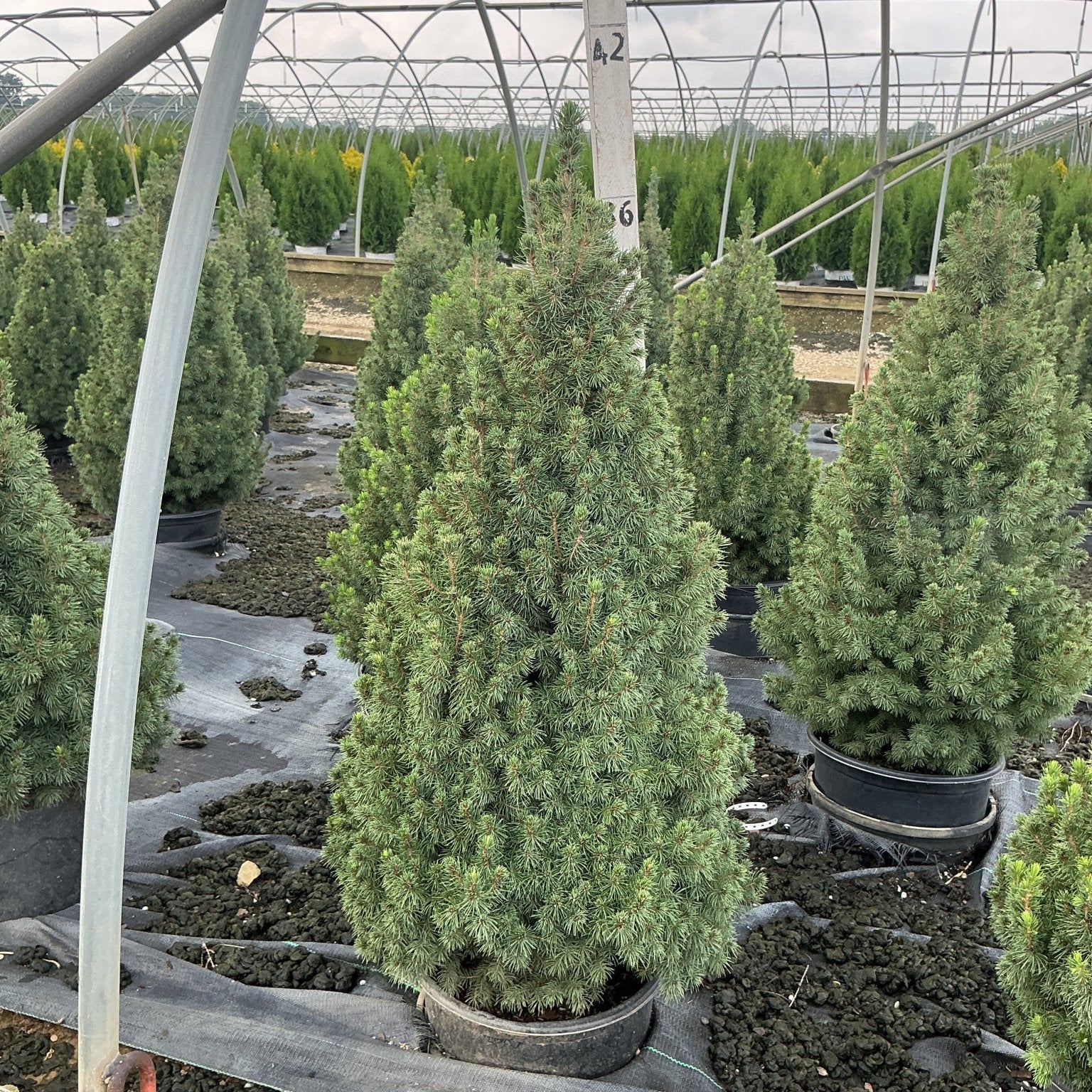 Dwarf Alberta Spruce in a #3 container showing dense conical habit and fine blue-green needles at a nursery greenhouse.