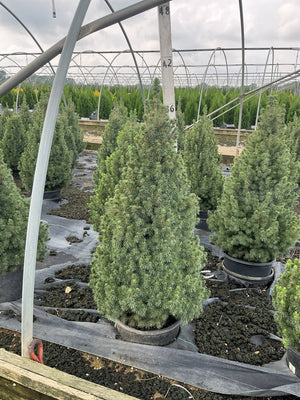 Dwarf Alberta Spruce in a #3 container showing dense conical habit and fine blue-green needles at a nursery greenhouse.