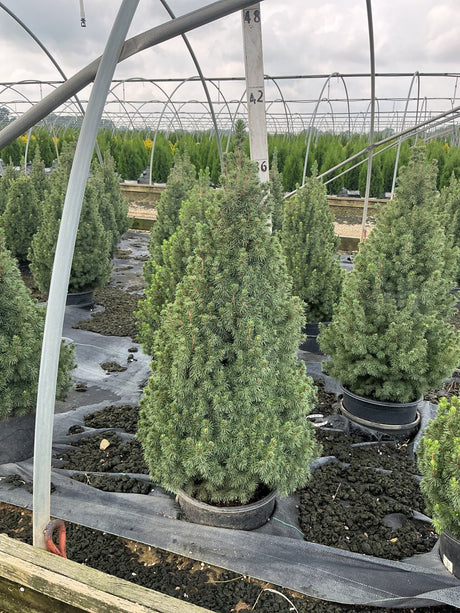 Dwarf Alberta Spruce in a #3 container showing dense conical habit and fine blue-green needles at a nursery greenhouse.