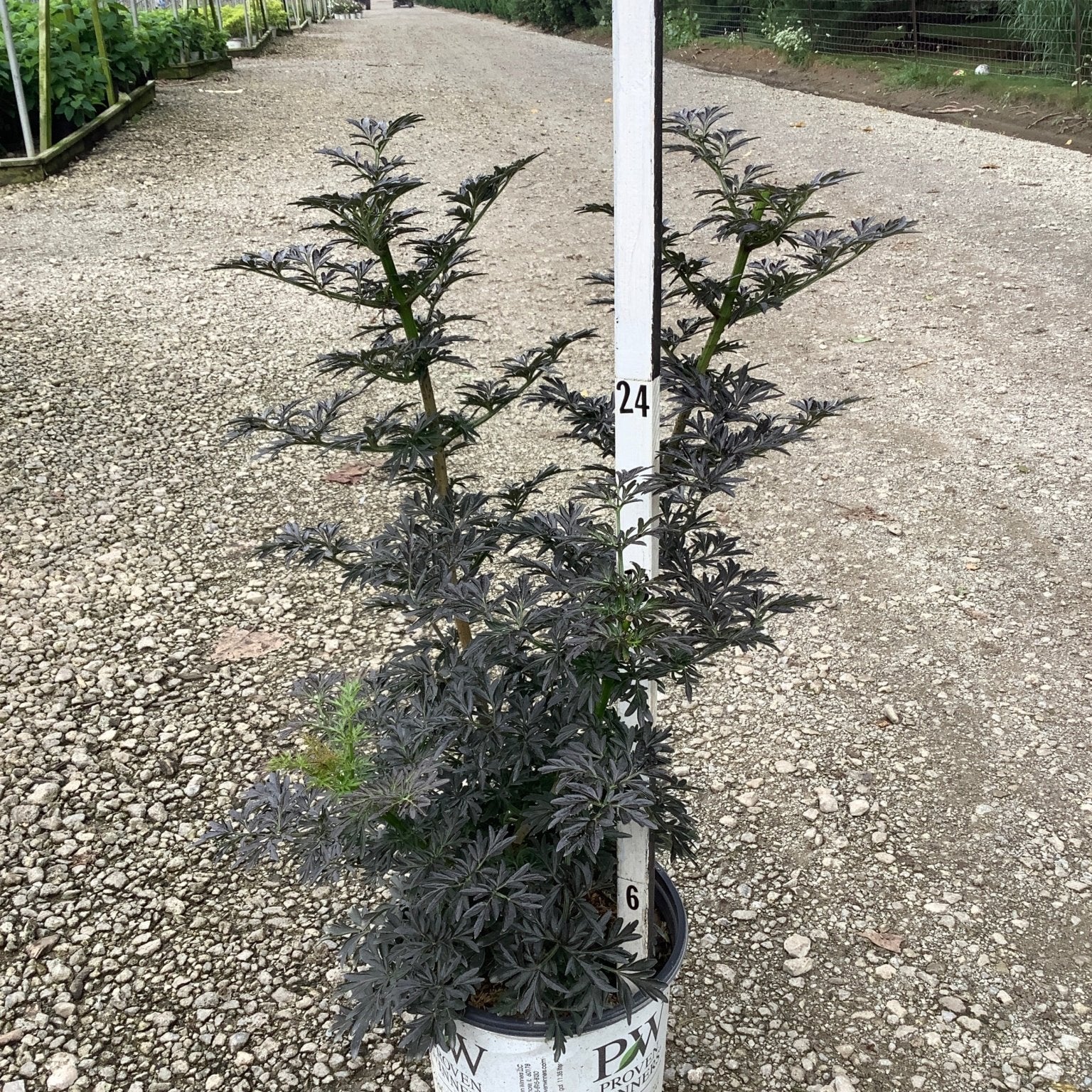Laced Up Elderberry shrub with deep purple foliage in a Proven Winners container, measured against a ruler at a nursery.