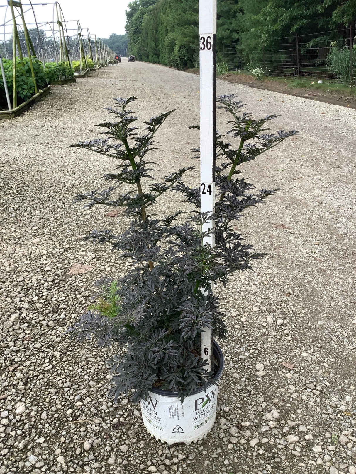 Laced Up Elderberry shrub with deep purple foliage in a Proven Winners container, measured against a ruler at a nursery.