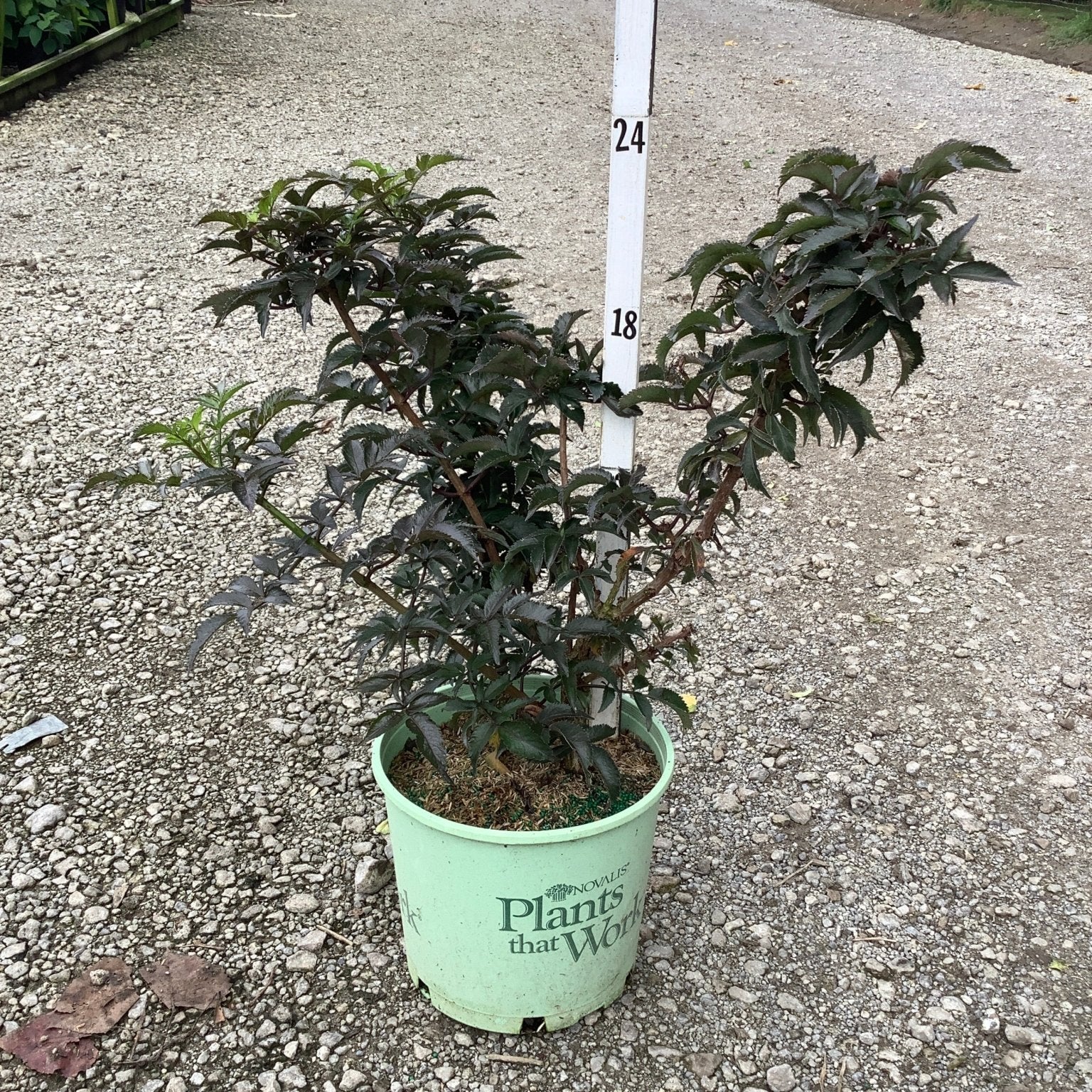 Black Tower Elderberry shrub in a #3 container displaying deep burgundy foliage, shown at a nursery grow yard.
