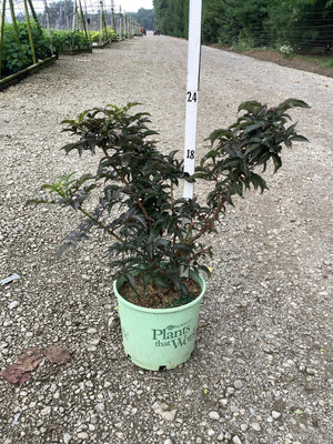 Black Tower Elderberry shrub in a #3 container displaying deep burgundy foliage, shown at a nursery grow yard.