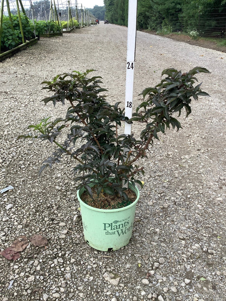 Black Tower Elderberry shrub in a #3 container displaying deep burgundy foliage, shown at a nursery grow yard.
