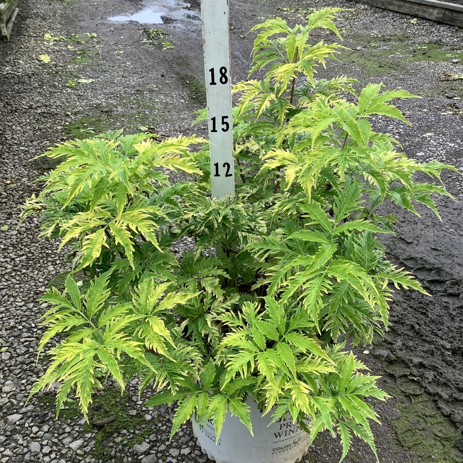 Lemony Lace Elderberry shrub in a nursery container, showing bright chartreuse deeply cut foliage next to a height marker.