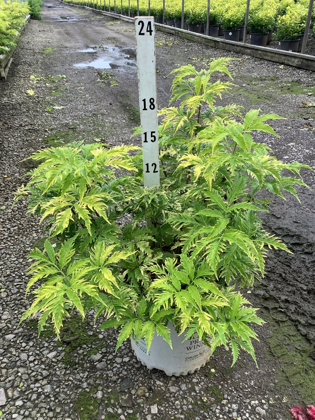 Lemony Lace Elderberry shrub in a nursery container, showing bright chartreuse deeply cut foliage next to a height marker.