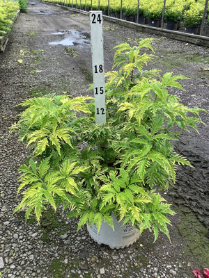 Lemony Lace Elderberry shrub in a nursery container, showing bright chartreuse deeply cut foliage next to a height marker.