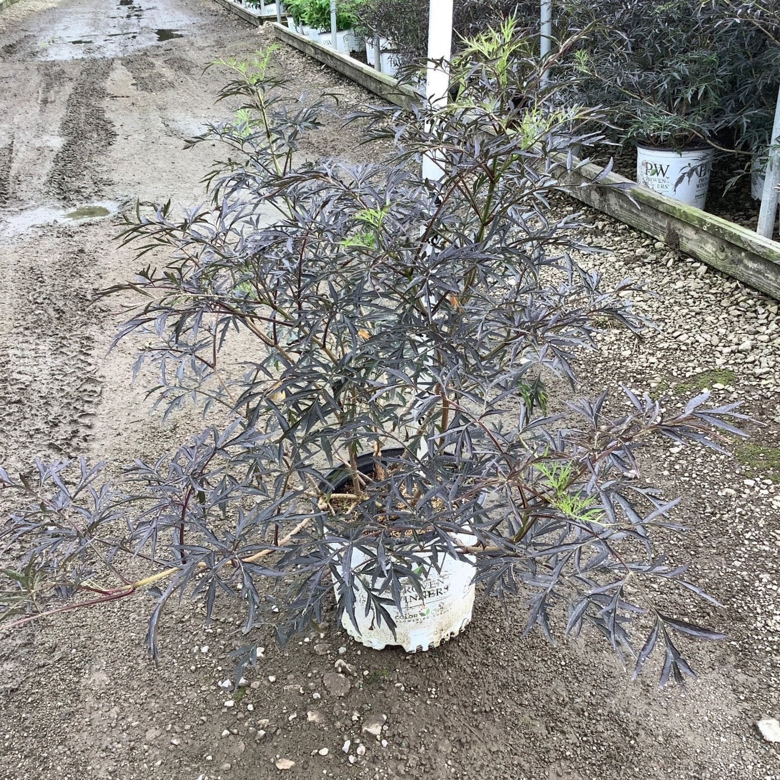 Black Lace Elderberry shrub in a #3 container showing deep purple, finely cut foliage at a nursery.