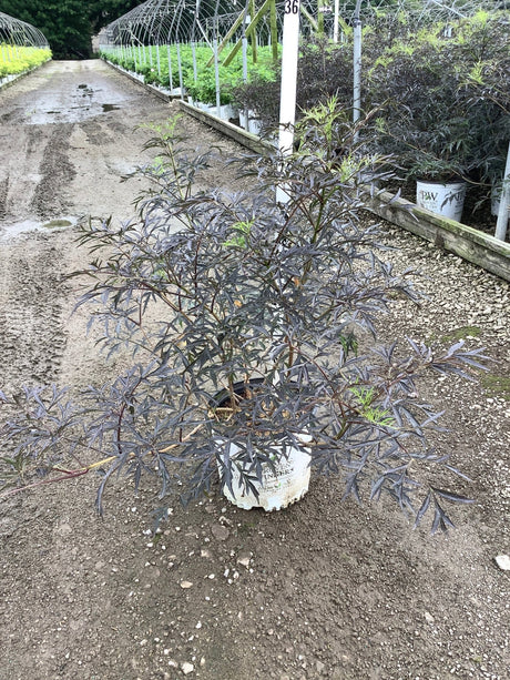 Black Lace Elderberry shrub in a #3 container showing deep purple, finely cut foliage at a nursery.
