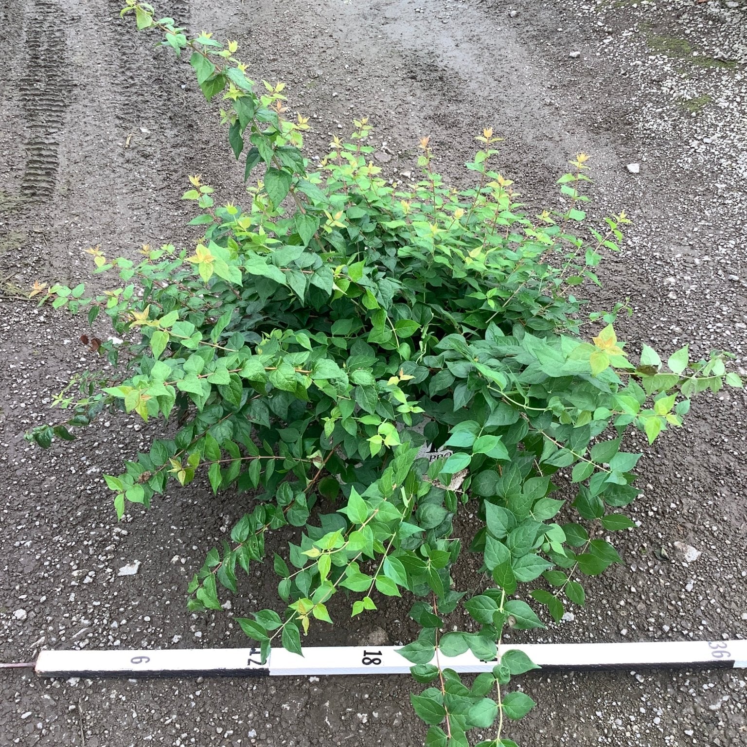 Jolene Jolene Beautybush shrub displaying dense green foliage and arching stems, shown from above with a measurement ruler.