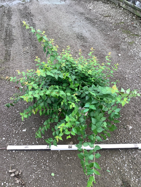 Jolene Jolene Beautybush shrub displaying dense green foliage and arching stems, shown from above with a measurement ruler.