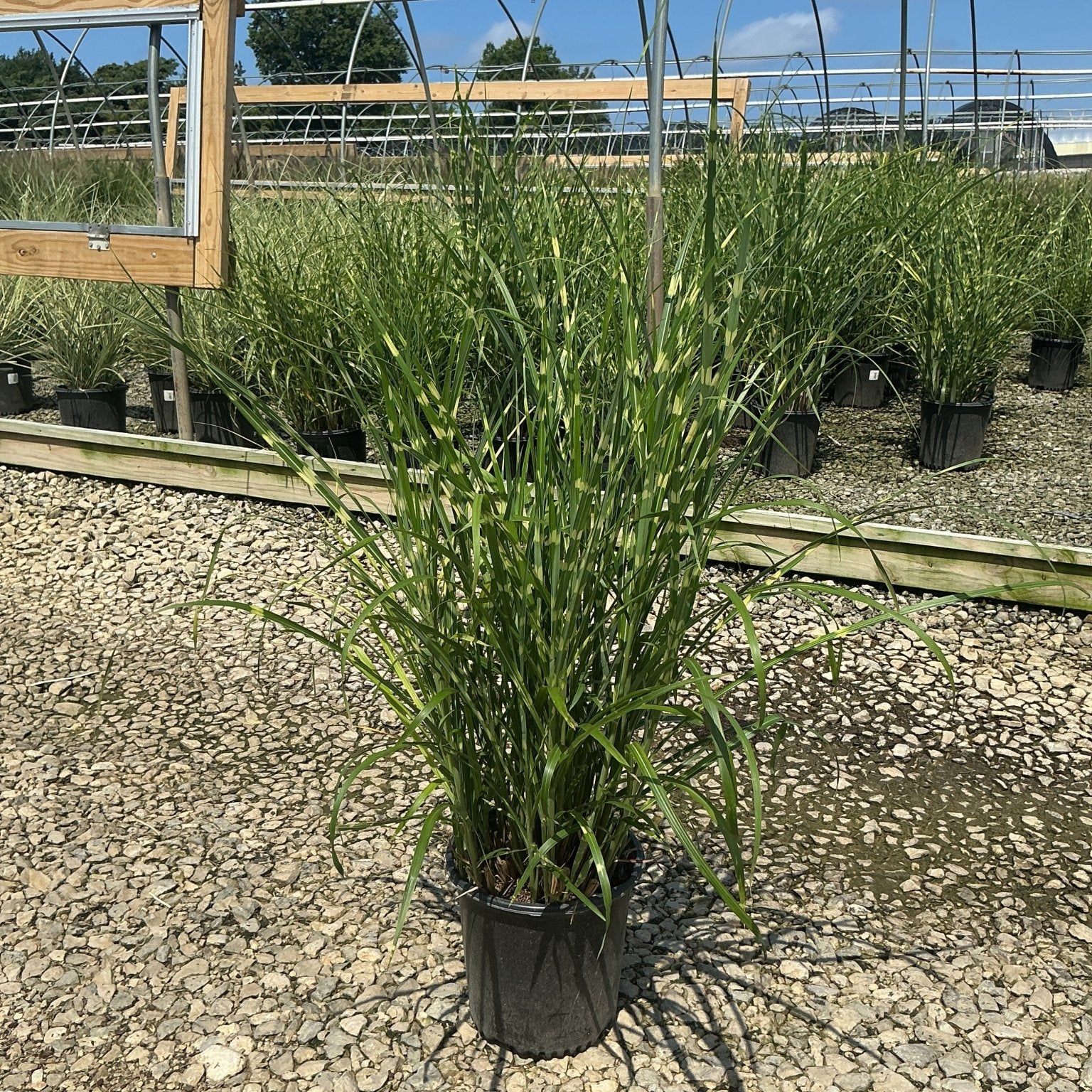 Zebra Grass Miscanthus sinensis Zebrinus in a #2 container at a nursery, showing tall arching green foliage with creamy variegation.