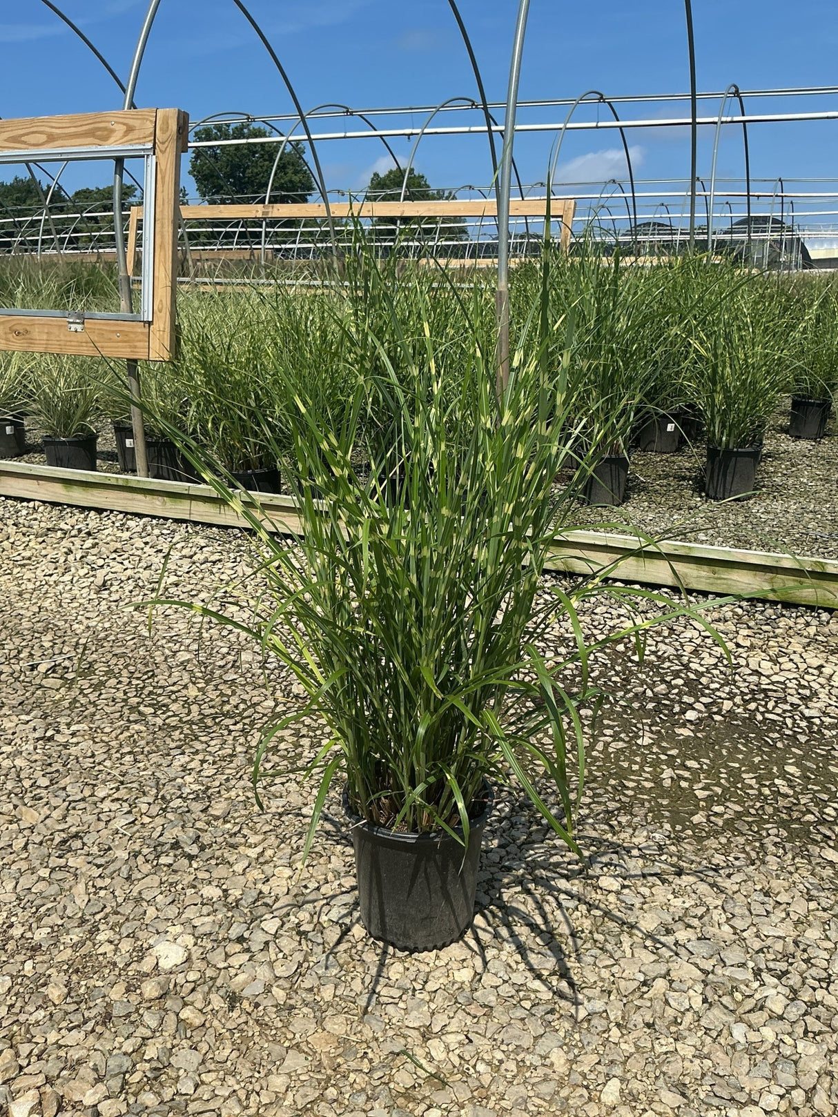 Zebra Grass Miscanthus sinensis Zebrinus in a #2 container at a nursery, showing tall arching green foliage with creamy variegation.