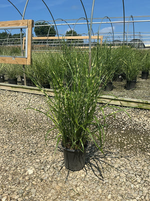 Zebra Grass Miscanthus sinensis Zebrinus in a #2 container at a nursery, showing tall arching green foliage with creamy variegation.