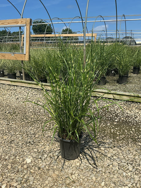 Zebra Grass Miscanthus sinensis Zebrinus in a #2 container at a nursery, showing tall arching green foliage with creamy variegation.