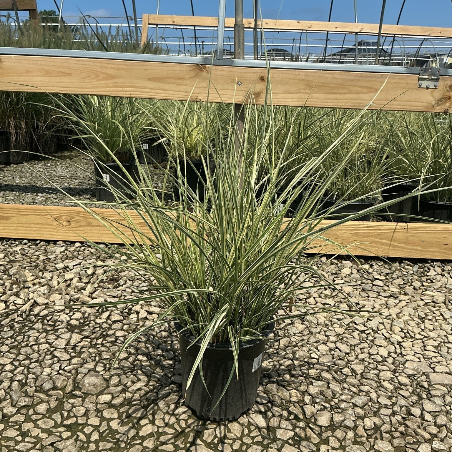 Variegated Japanese Silver Grass in a #2 container displaying cream-edged green blades at a nursery.