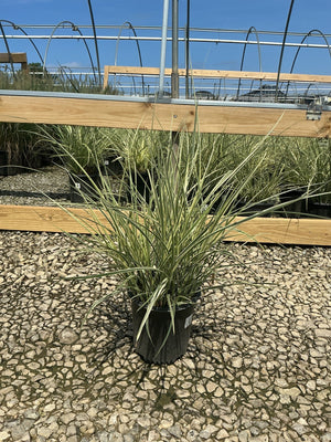Variegated Japanese Silver Grass in a #2 container displaying cream-edged green blades at a nursery.