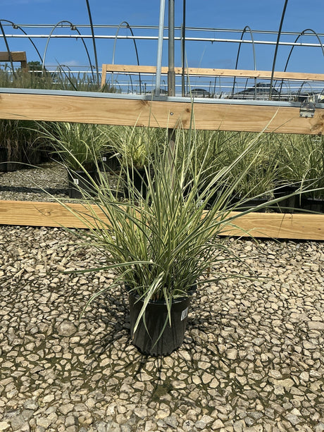 Variegated Japanese Silver Grass in a #2 container displaying cream-edged green blades at a nursery.