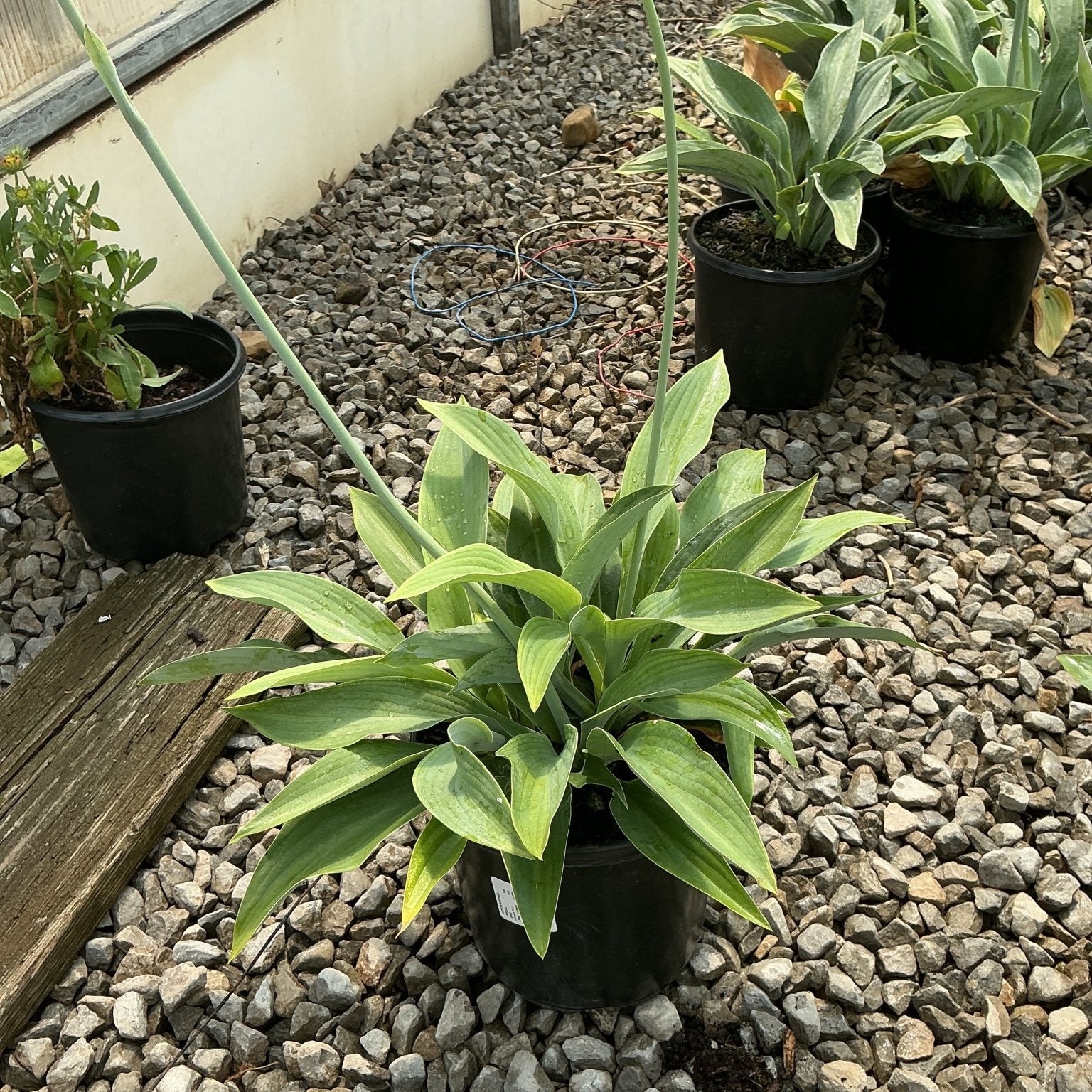 Krossa Regal Hosta growing in a black nursery container on a gravel greenhouse floor, showing lance-shaped green foliage.
