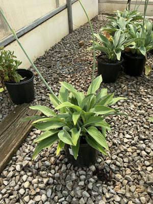 Krossa Regal Hosta growing in a black nursery container on a gravel greenhouse floor, showing lance-shaped green foliage.