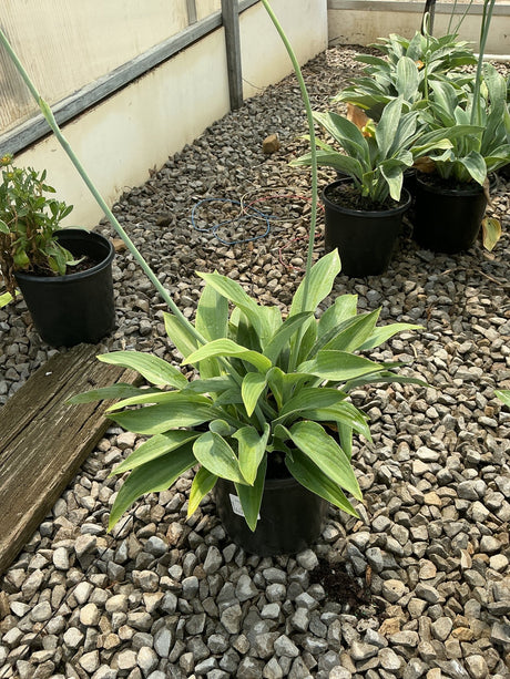 Krossa Regal Hosta growing in a black nursery container on a gravel greenhouse floor, showing lance-shaped green foliage.
