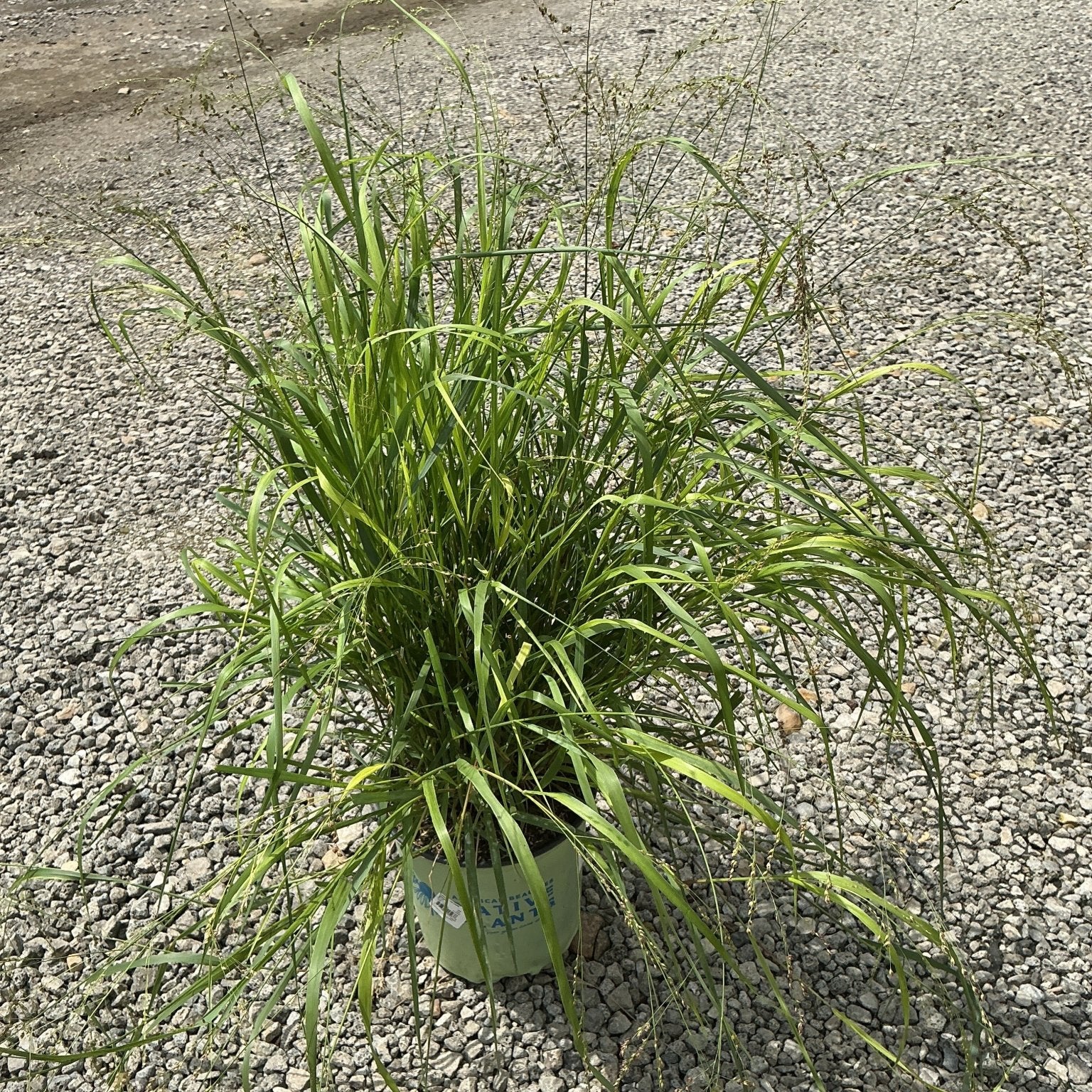 Cape Breeze Dwarf Switch Grass in a nursery container showing its arching green foliage and airy seed heads.