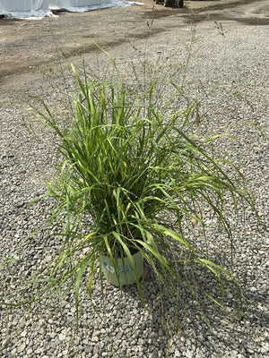 Cape Breeze Dwarf Switch Grass in a nursery container showing its arching green foliage and airy seed heads.