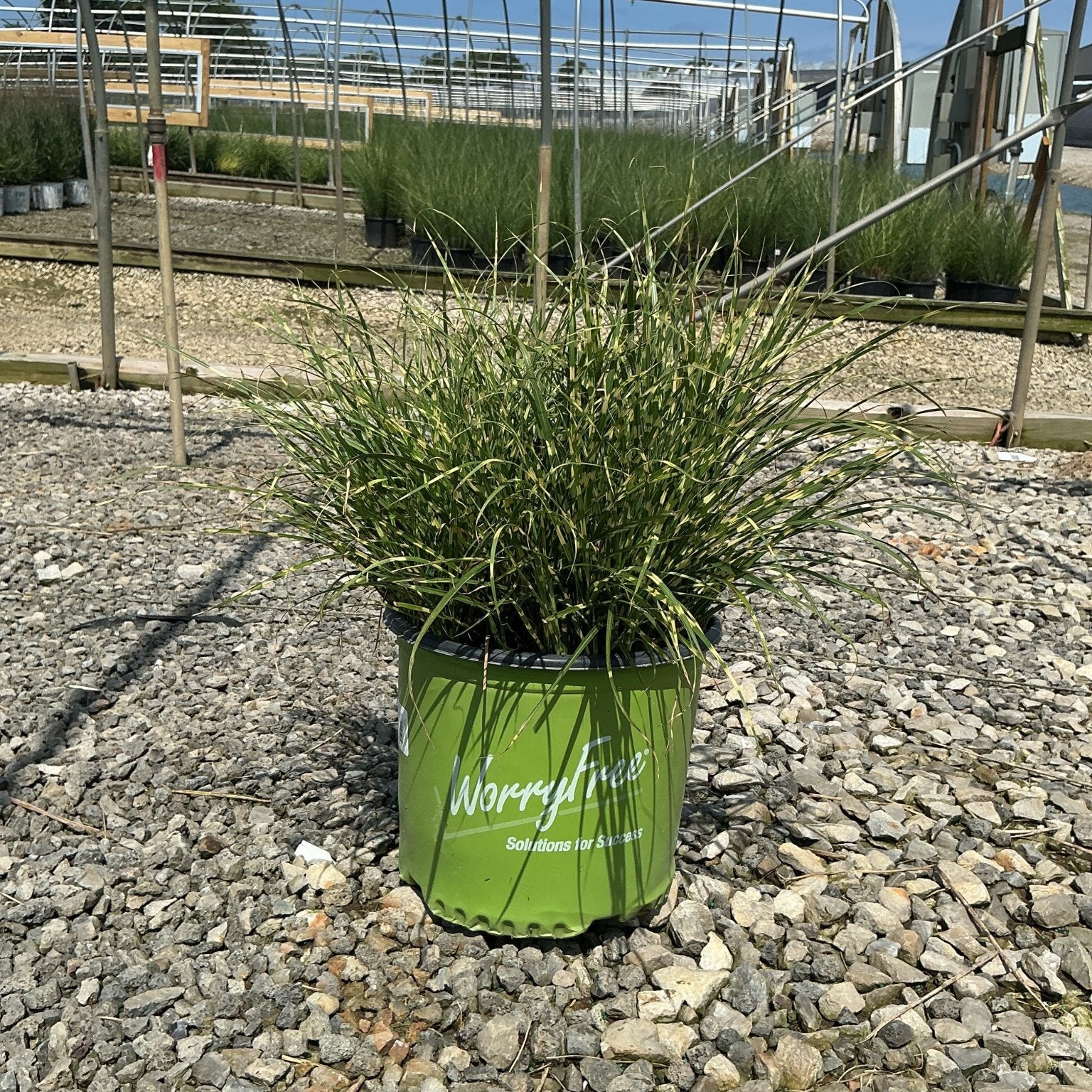 Bandwidth Maiden Grass in a #3 container pot, showing compact clumping foliage with variegated green and yellow blades.