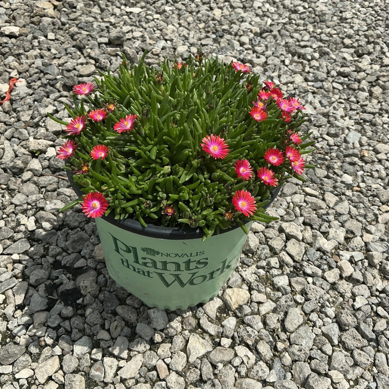 Jewel of Desert Garnet ice plant blooming with vivid pink daisy-like flowers in a nursery container on gravel.