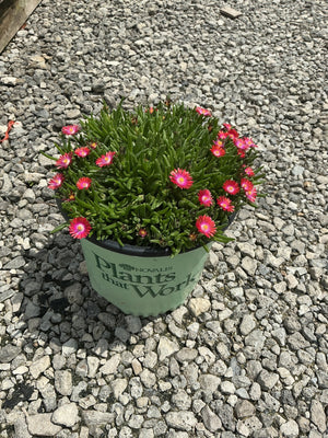 Jewel of Desert Garnet ice plant blooming with vivid pink daisy-like flowers in a nursery container on gravel.