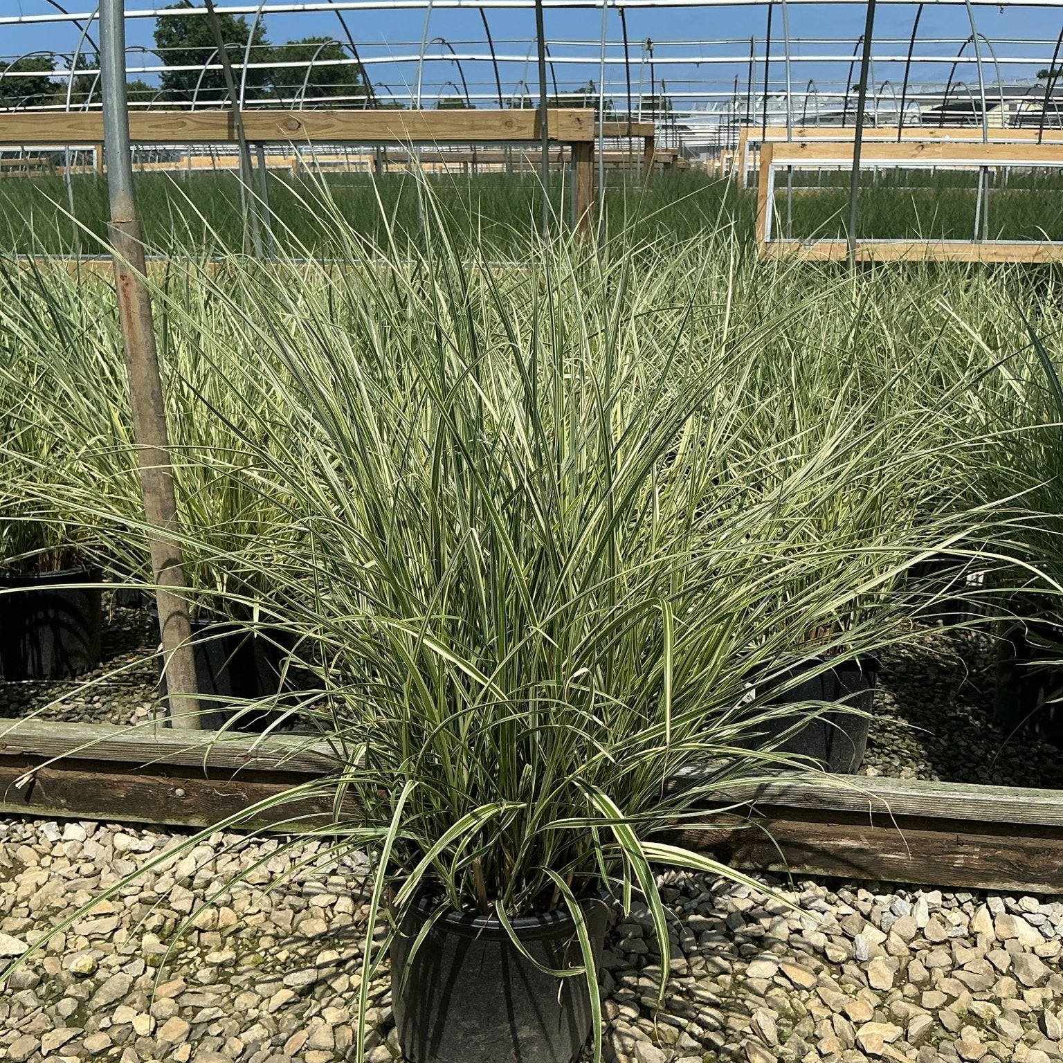 Rigoletto Maiden Grass in a #3 container showing variegated green and cream arching foliage at a nursery.