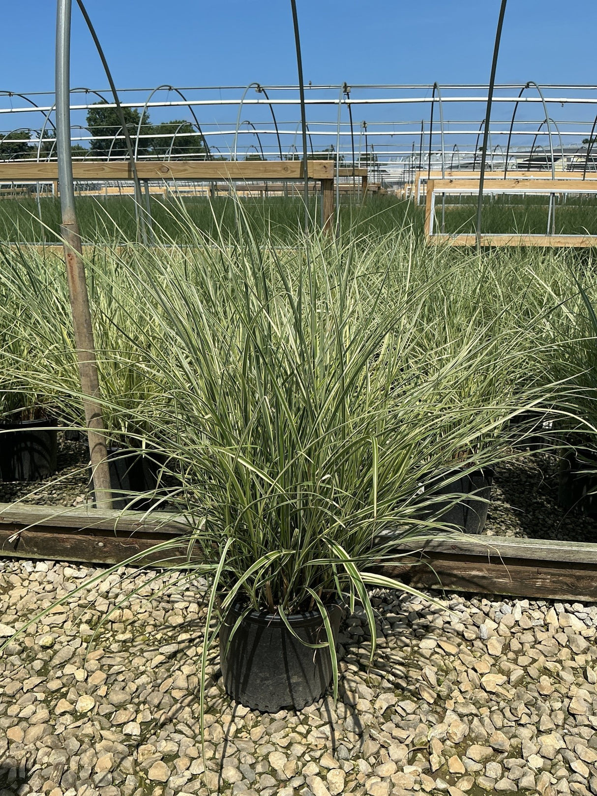 Rigoletto Maiden Grass in a #3 container showing variegated green and cream arching foliage at a nursery.
