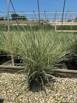Rigoletto Maiden Grass in a #3 container showing variegated green and cream arching foliage at a nursery.