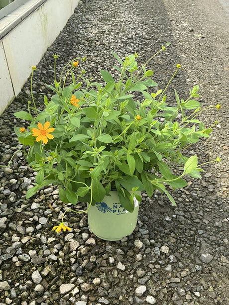Sunshine Superman Coreopsis in a #1 container with bright orange daisy-like blooms and lush green foliage on gravel.