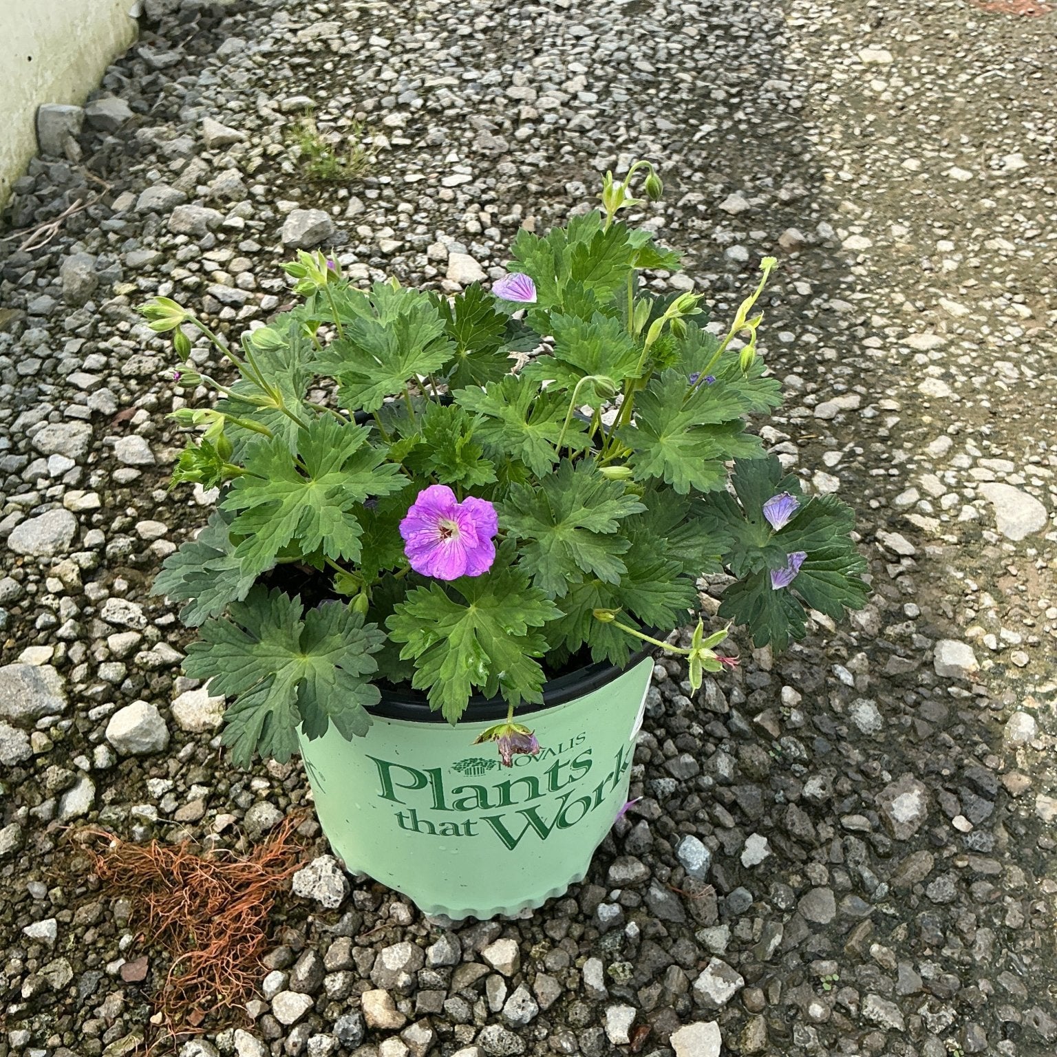 Azure Rush Geranium in a nursery container with bright magenta and lavender blooms amid lush green lobed foliage on gravel.
