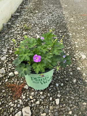 Azure Rush Geranium in a nursery container with bright magenta and lavender blooms amid lush green lobed foliage on gravel.