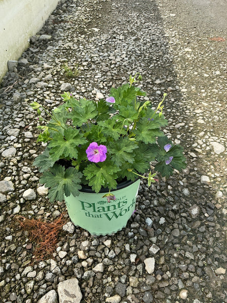 Azure Rush Geranium in a nursery container with bright magenta and lavender blooms amid lush green lobed foliage on gravel.