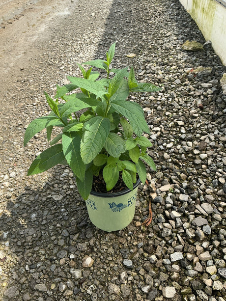 White Turtlehead Chelone glabra in a #1 nursery container, showing lush green serrated foliage on upright stems.