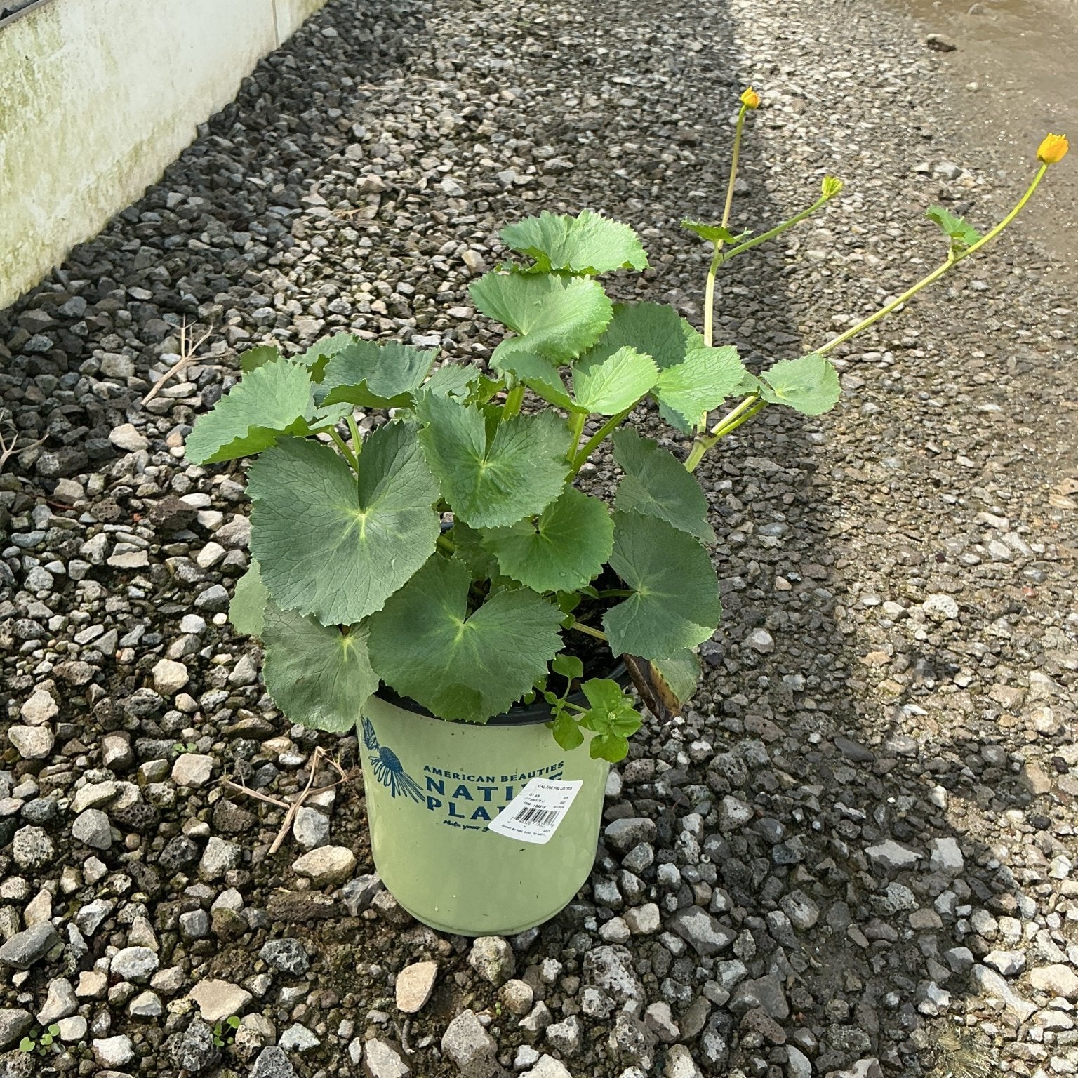 Marsh Marigold in a #1 container with round green leaves and yellow buds, sitting on gravel at a nursery.