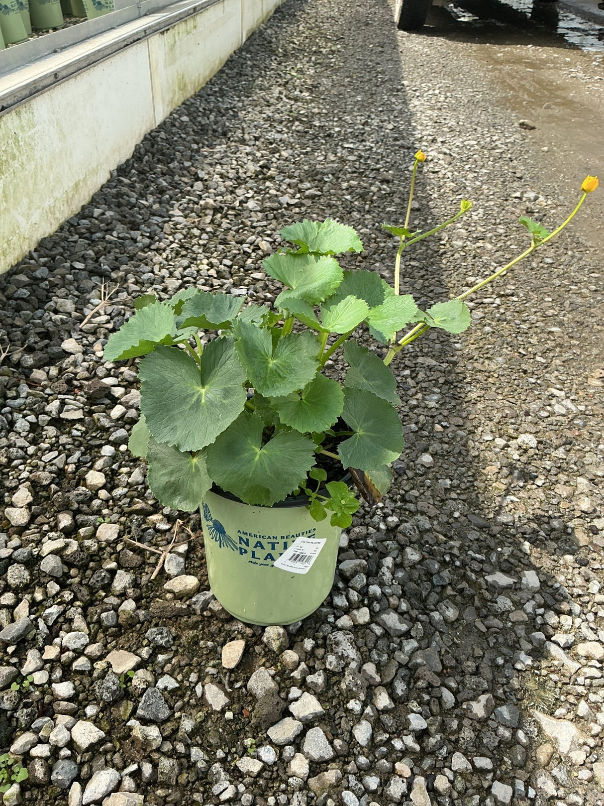 Marsh Marigold in a #1 container with round green leaves and yellow buds, sitting on gravel at a nursery.