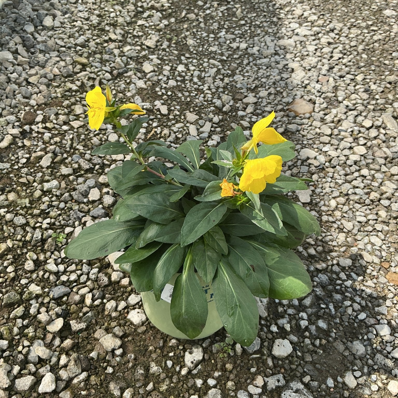 Fireworks Evening Primrose in a nursery container with bright yellow blooms and dark green foliage, set on a gravel surface.
