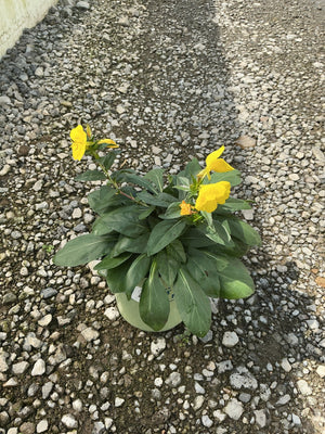 Fireworks Evening Primrose in a nursery container with bright yellow blooms and dark green foliage, set on a gravel surface.
