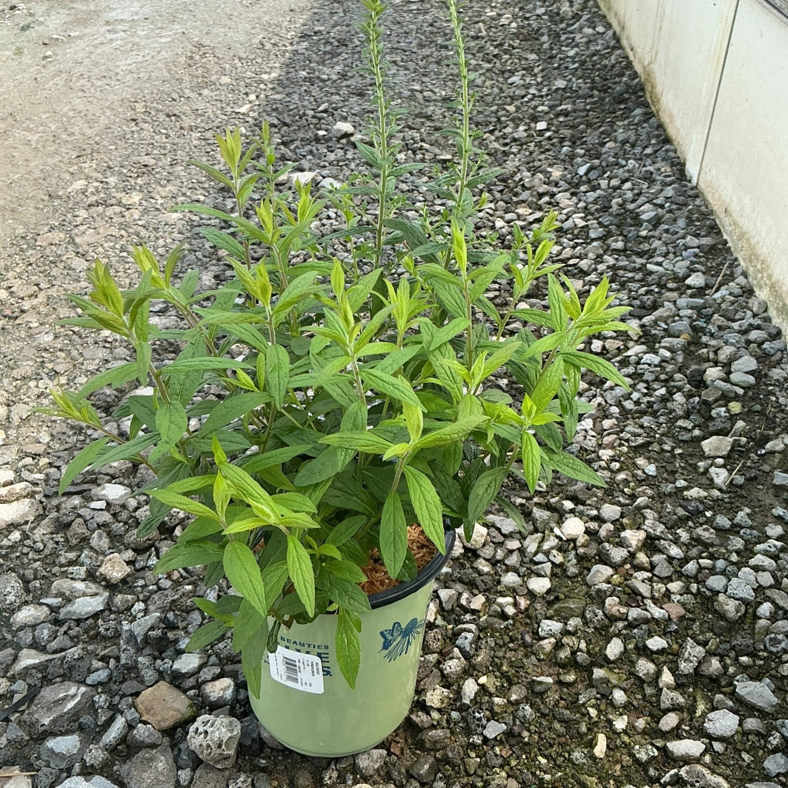 Fireworks Goldenrod in a #1 container showing upright stems and bright green foliage before late summer bloom.