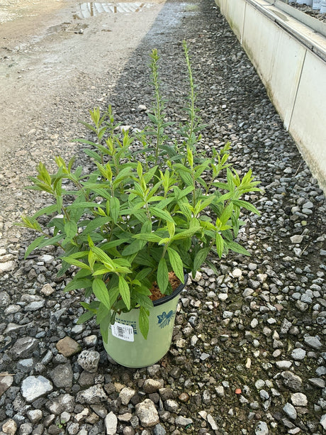 Fireworks Goldenrod in a #1 container showing upright stems and bright green foliage before late summer bloom.
