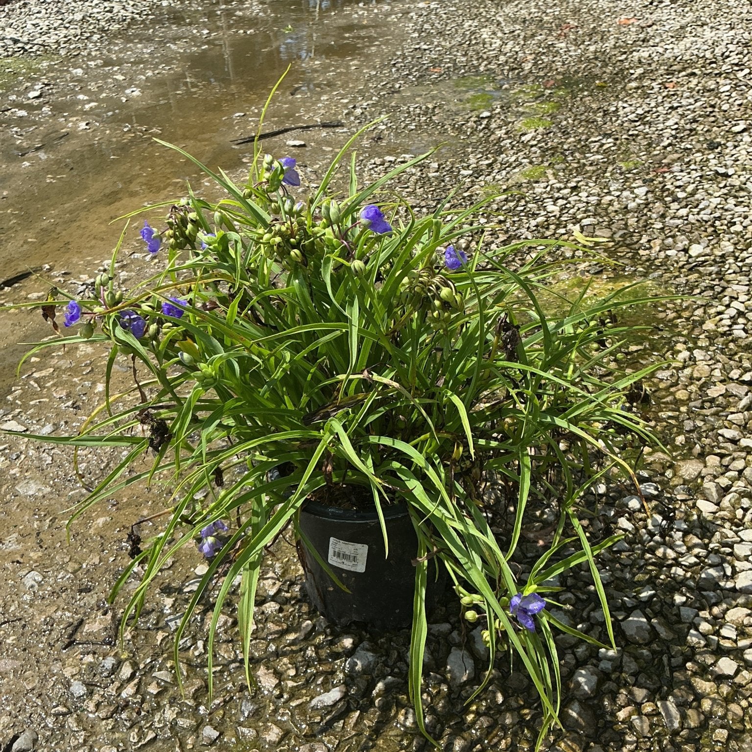 Amethyst Kiss Spiderwort in a black nursery container showing blue-purple blooms and arching green foliage on a gravel surface.