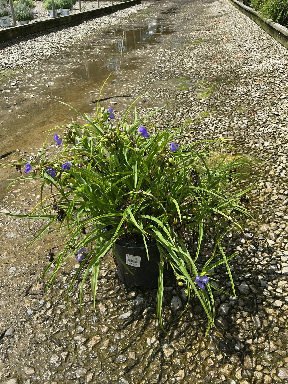 Amethyst Kiss Spiderwort in a black nursery container showing blue-purple blooms and arching green foliage on a gravel surface.