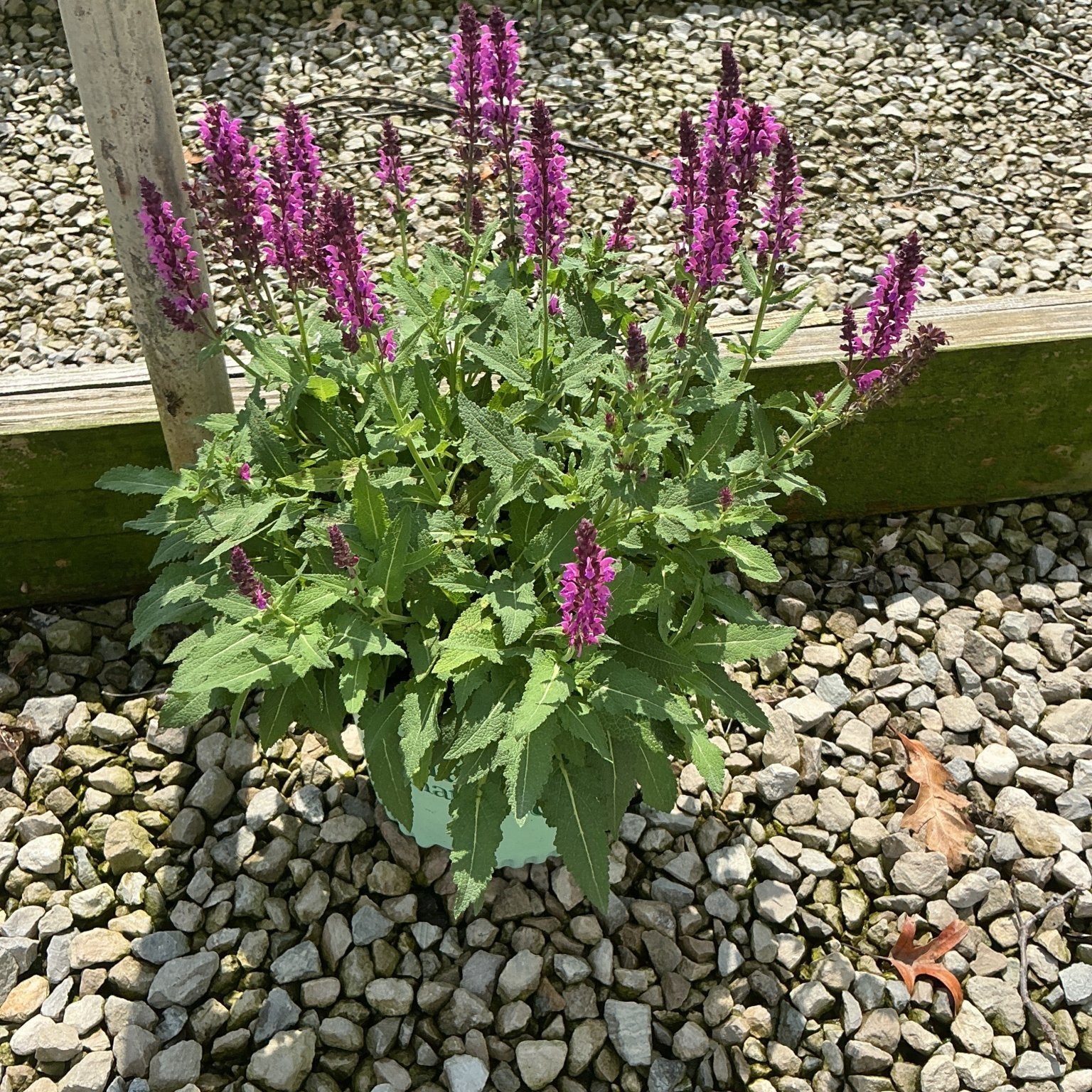 Bumbleberry Salvia growing in a container with dense purple flower spikes rising above green foliage on a gravel surface.